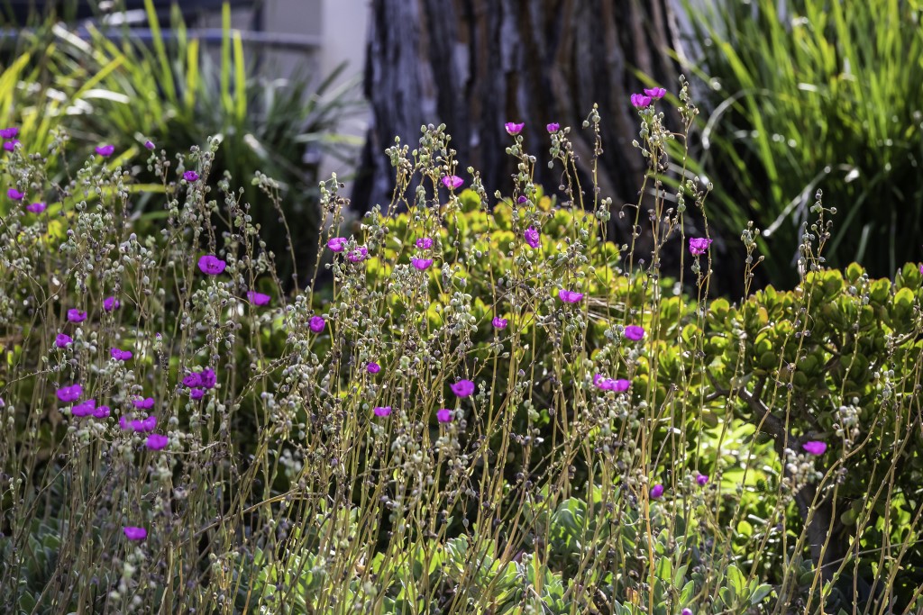 Flowers in a garden